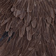 dark brown dun