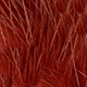 pathakorva brown
