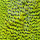 grizzly dyed fl grn chart