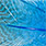peacock blue