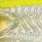 3D yellow ayu