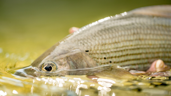 Grayling Dreams - 3 Tipps für Äschen im Sommer und Herbst