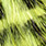 89 chartreuse