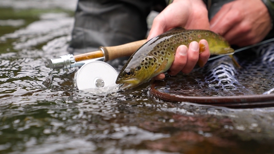 Wir testen: Iwana Minami Trout Fliegenrolle