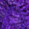 grizzly dyed purple