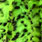 chartreuse