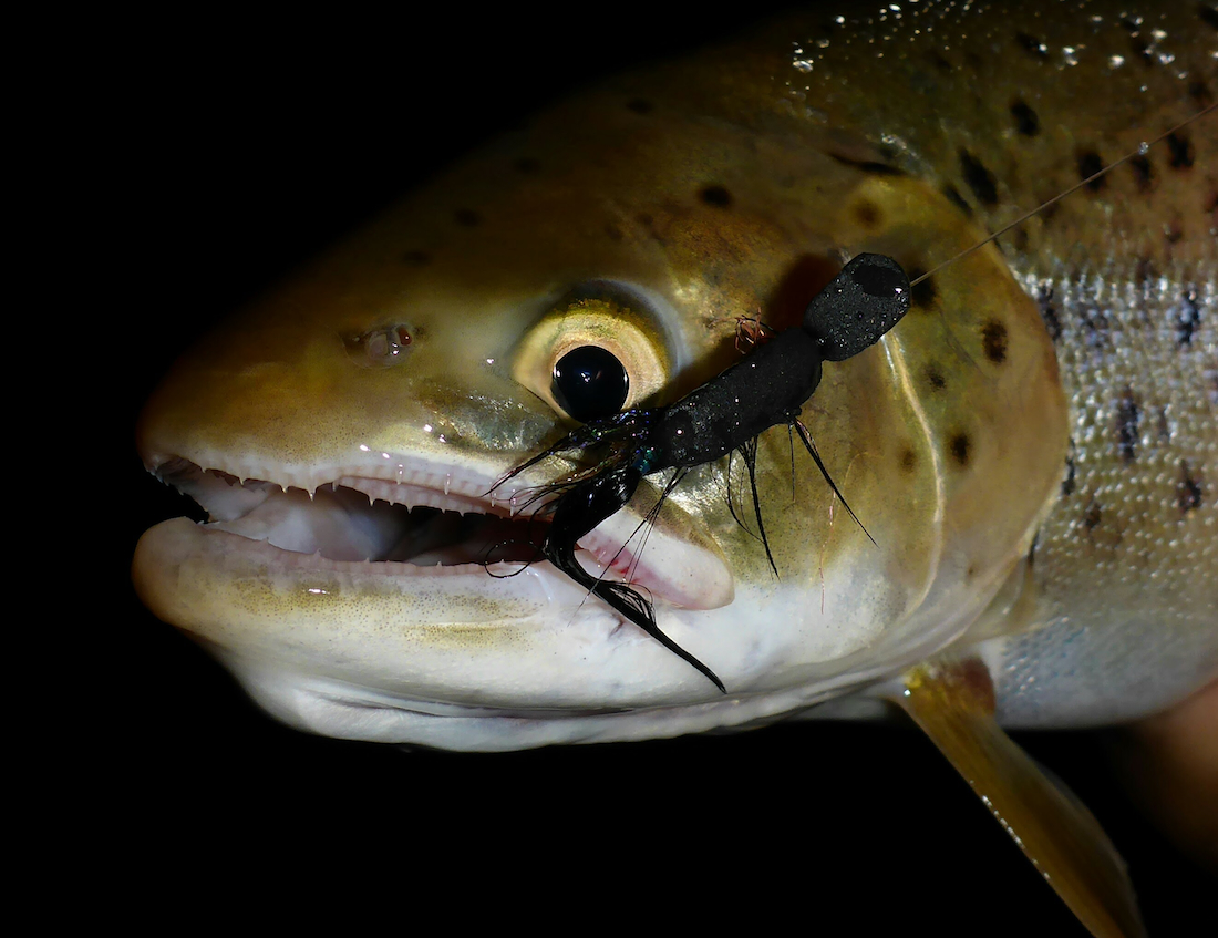 P-24810_adh-fishing_Meerforellenfliege_Gurgler_