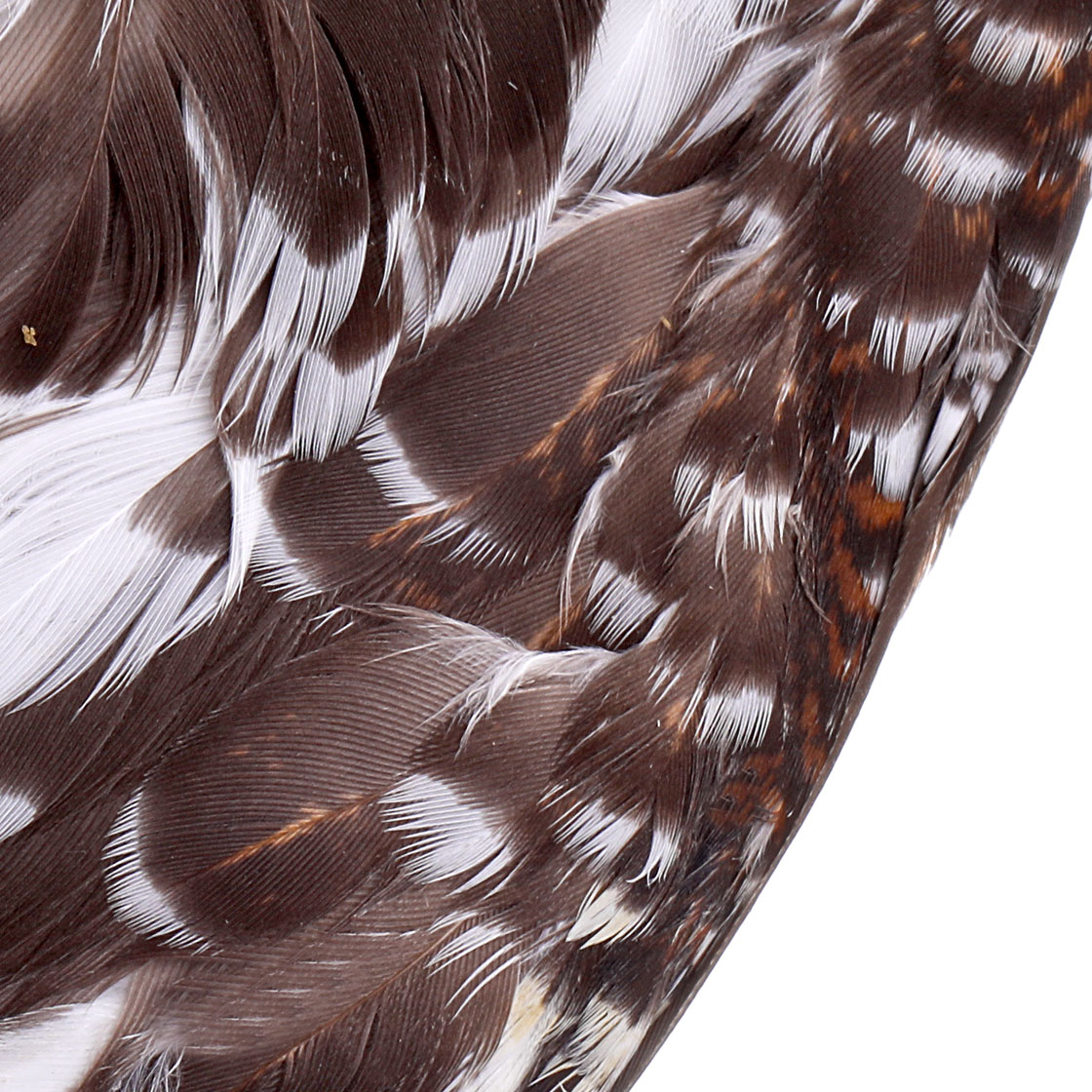 P-13347_Veniard-Grouse-Wings_foto-4