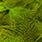 chartreuse