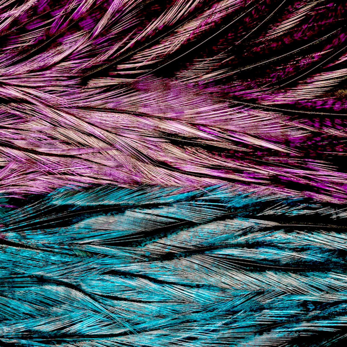 P-15937_Whiting-Rooster-Coq-de-Leon-Predator-Pack_detail4