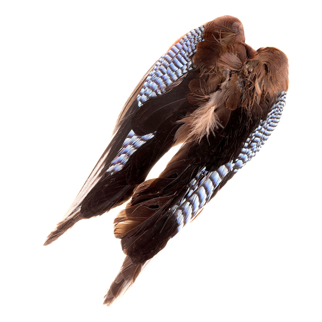 P-17065-blue-jay-wings-eichelhaher Veniard Blue Jay Wings - Eichelhäher