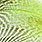 fluo chartreuse
