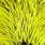 fl. yellow/chartreuse