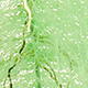 green chartreuse