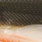bass orange