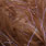 04 brown copper