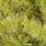 light olive