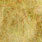 golden peacock