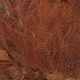 speckled dyed burnt orange