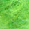 uv coastal chartreuse green