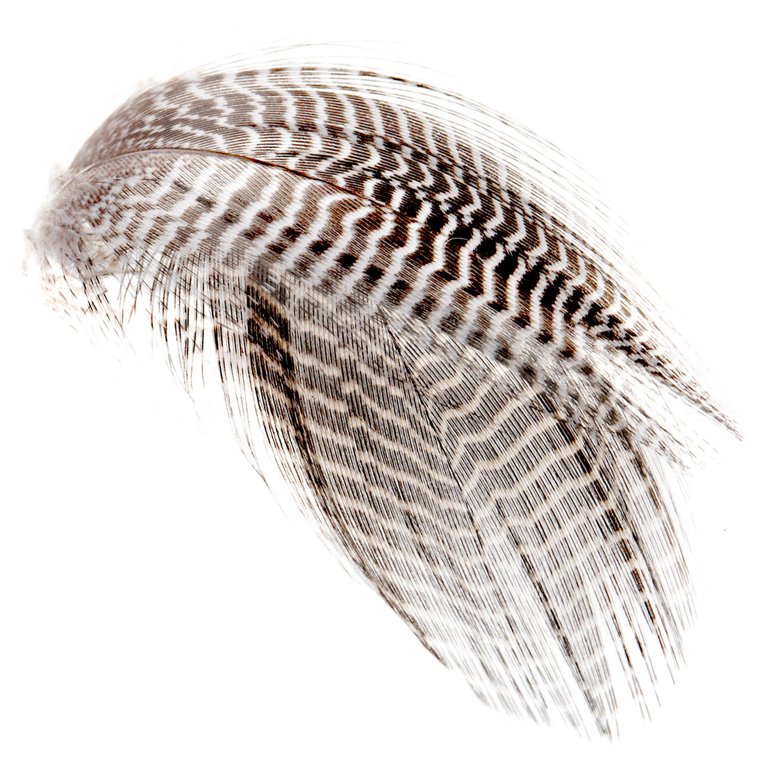 Wapsi-Prime-Mixed-Waterfowl-Flank-Federn-Natural-titel3 Wapsi Prime Mixed Waterfowl Flank Federn Natural