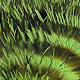 chartreuse/barred black