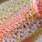 rainbow trout