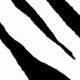 white barred
