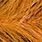 bleeding orange
