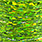 chartreuse