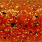 motoroil pepper
