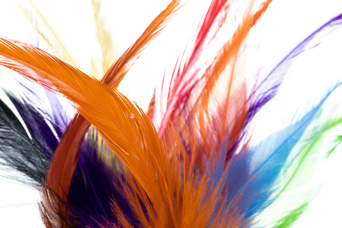 15874_Future_Fly_Rooster_Saddle_Titel_5