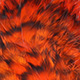 grizzly orange