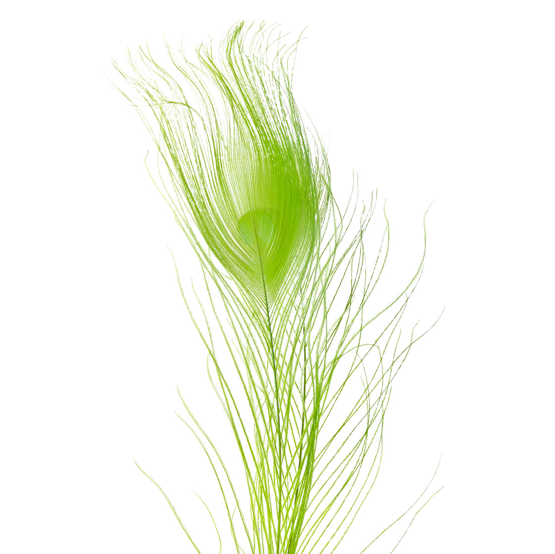 P-26627-9_Frodin-Flies-SNS-Peacock-Eye-Feathers-Pfauenaugen-Federn_bleached-n-dyed-greenlander-green bleached & died greenlander green