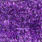 holo purple