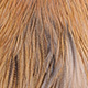 medium ginger