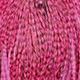 grizzly dyed pink