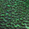 grizzly dyed highlander green