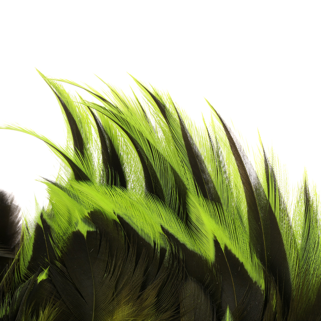 P-29049_Whiting-Brahma-Rooster-Cape_detail-3