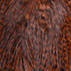 grizzly dyed brown