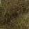 peacock dark olive