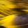 grizzly fluo yellow