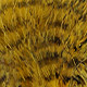 yellow/barred black