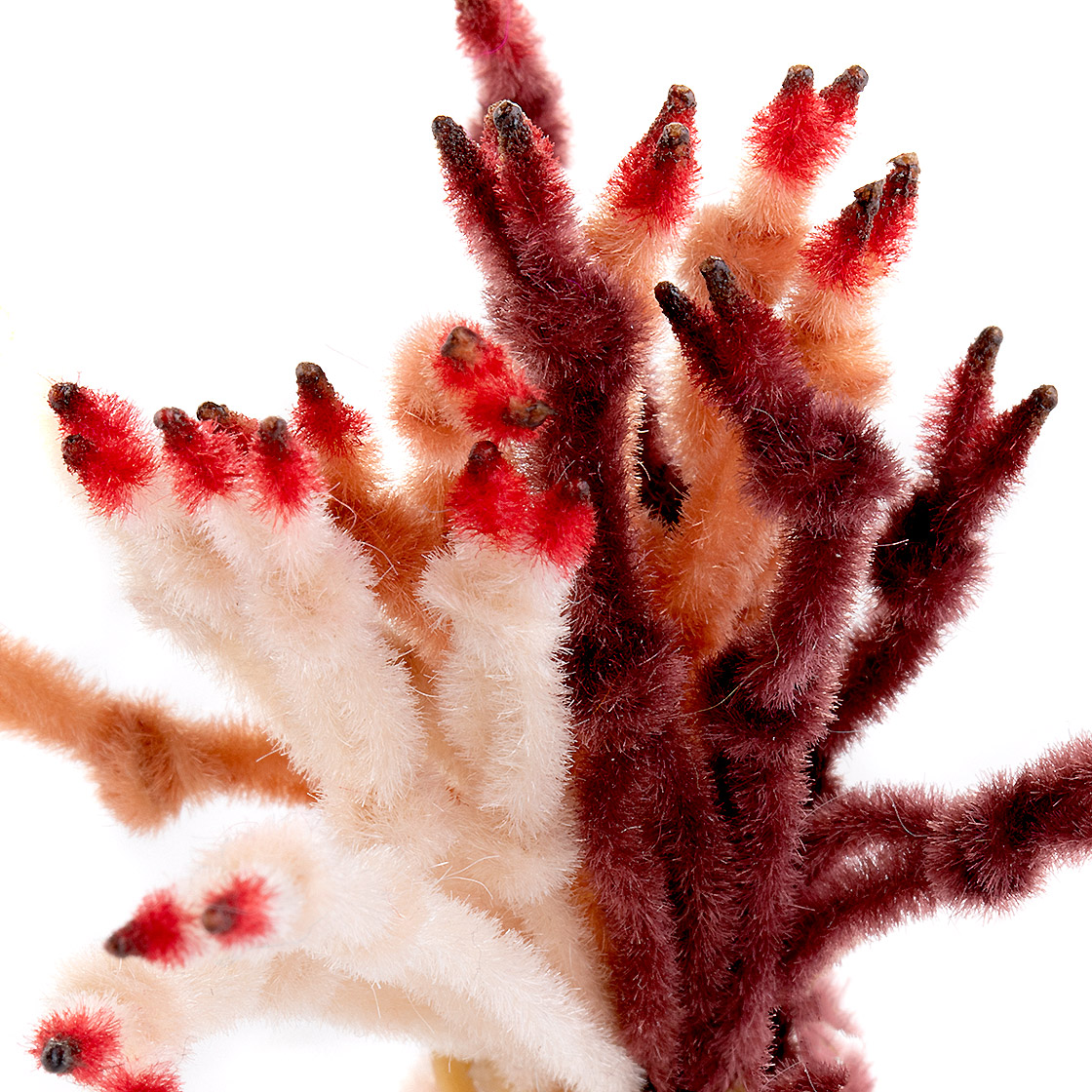 04940-Enrico-Puglisi-EP-Crab-Claw-titel-neu Enrico Puglisi EP Crab Claw