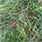 grasshopper