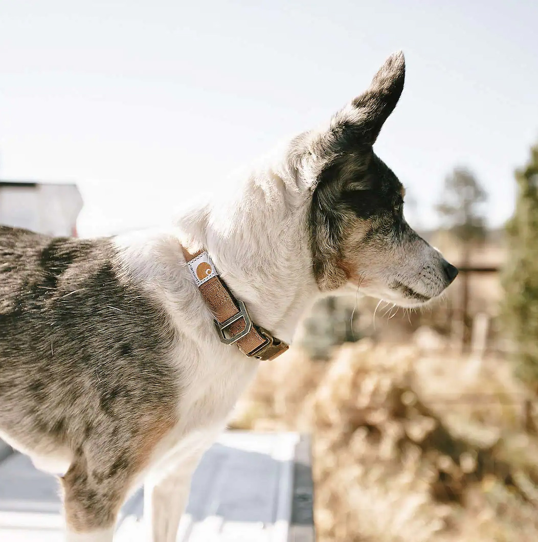 Carhartt_Nylon_Journeyman_Dog_Collar_Hundehalsband_carhartt_brown_6