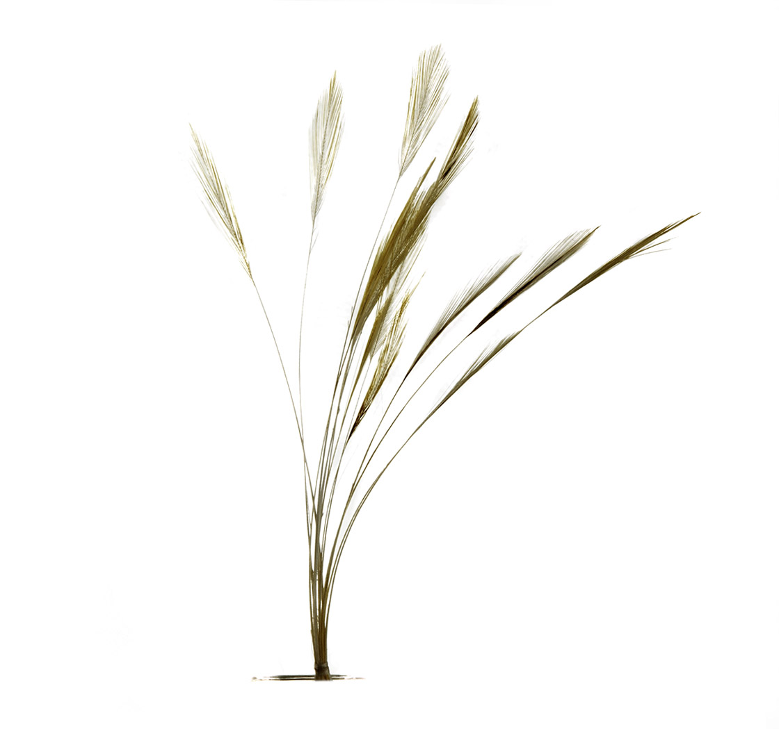 P-05095-11-veniard-ready-stripped-hackle-quills-body-quill-natural-grey natural grey