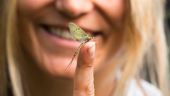 Erfolgreich mit der Maifliege - 5 Tipps für die Maifliegenzeit
