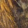 badger dyed pale yellow