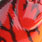 red tiger